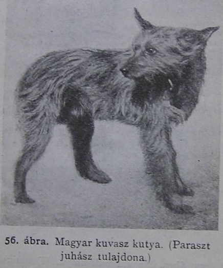 Magyar kuvasz kutya